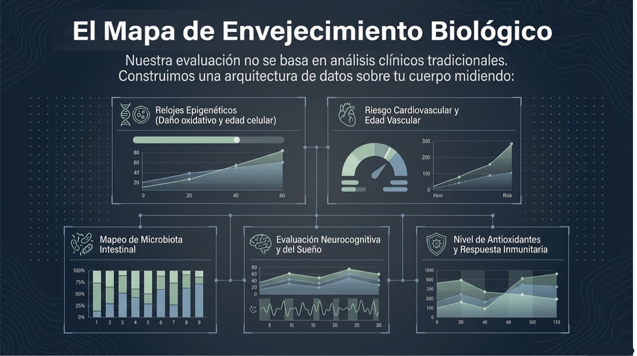 El Mapa de Envejecimiento Biológico
